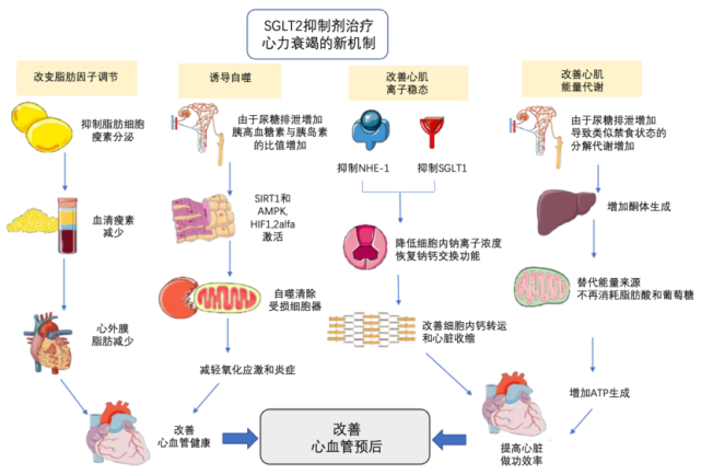 乾貨明星藥物sglt2抑制劑到底是怎麼起作用的