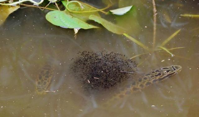 靠岸产卵?南通河道许多黑鱼靠岸,路人捞鱼被指责_腾讯新闻