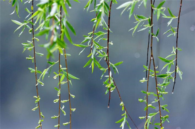 春雨相思词柳丝长春雨细梦长君不知