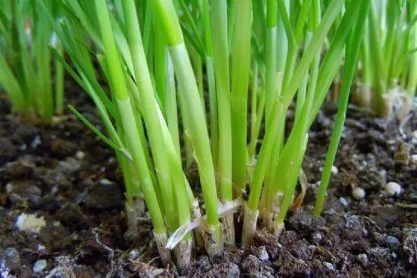 韭菜|韭菜收割后怎么施肥？用草木灰 种的韭菜好吃还产量高