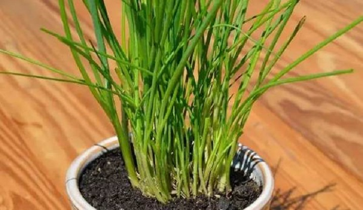 韭菜|韭菜收割后怎么施肥？用草木灰 种的韭菜好吃还产量高