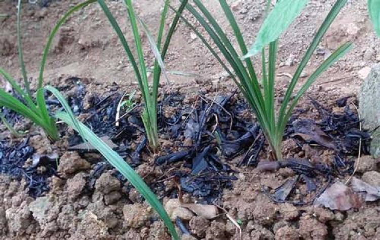 韭菜|韭菜收割后怎么施肥？用草木灰 种的韭菜好吃还产量高