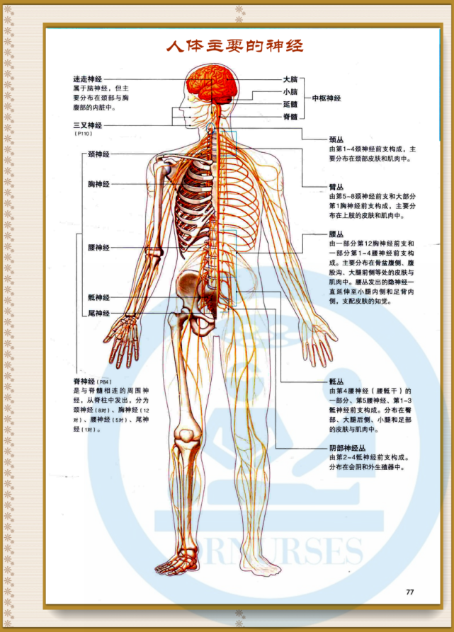 【解剖】人體主要的神經