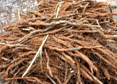 地下根也是"宝",挖回去有价值|根茎|移栽|淀粉|观赏植物|蕨菜|野菜