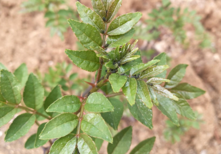 香椿芽|果树上的嫩芽，别小瞧它的价值，曾是宫廷贡品，30元1斤媲美香椿