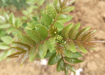 香椿芽|果树上的嫩芽，别小瞧它的价值，曾是宫廷贡品，30元1斤媲美香椿