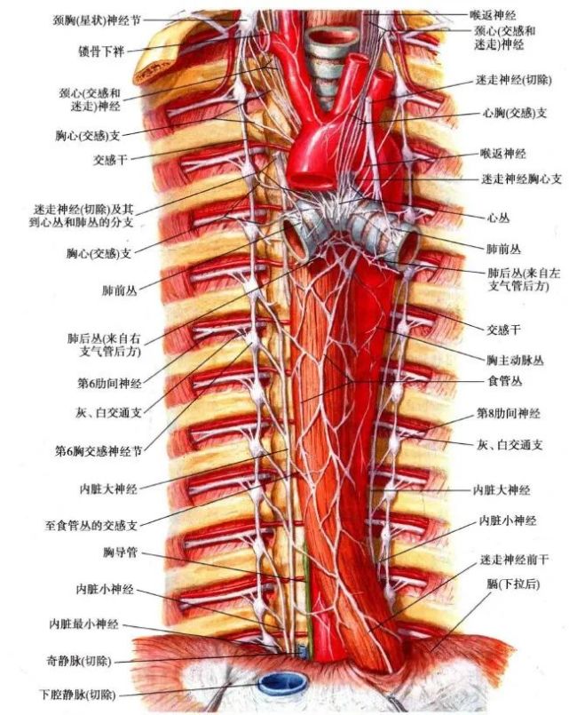 神經節為不規則的扁三角形,位置一般在肋骨小頭前方,節的體積較小,最