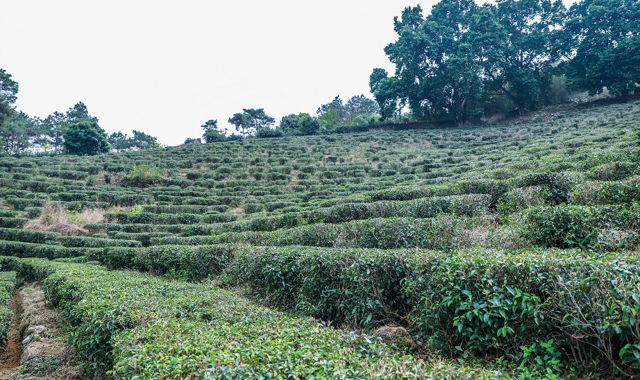 西山茶由来已久,据文献记载,西山栽茶始于唐代,宋代已被列为贡品,明代