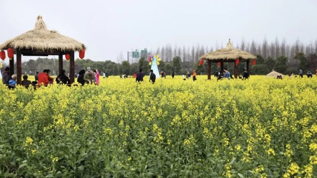 权威发布奉贤发布2021年度油菜花花期预报不容错过