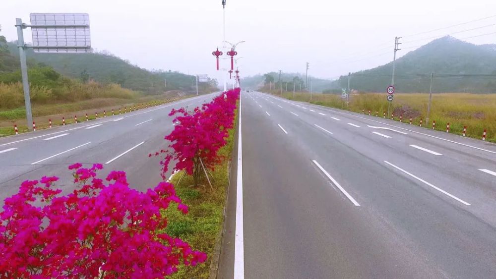 醉美勒杜鹃争相绽放勾勒出姹紫嫣红的恩平大道