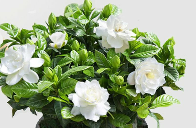 又到了养栀子花的季节这样挑选和养护这个春天不再黄叶落蕾