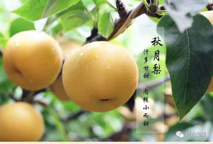 运城地区|种植梨树的运城果农必看，大有受益