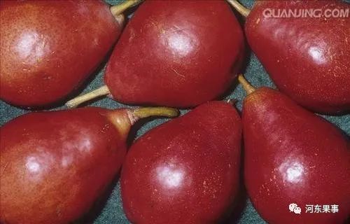 运城地区|种植梨树的运城果农必看，大有受益