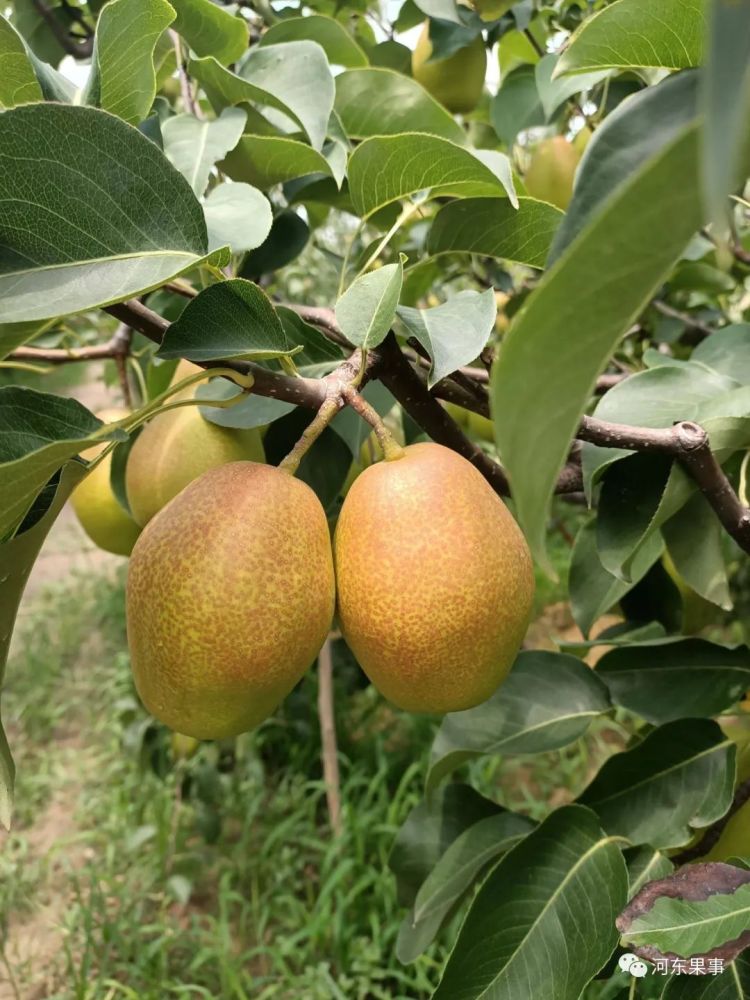 运城地区|种植梨树的运城果农必看，大有受益