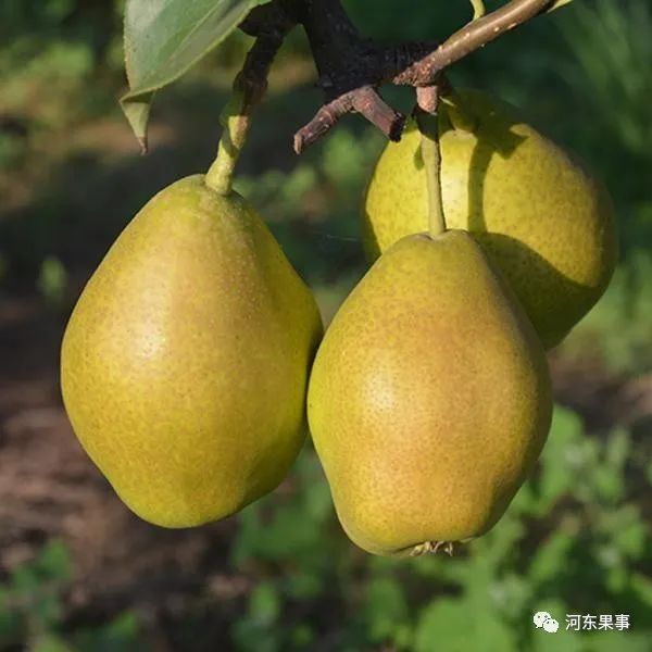 运城地区|种植梨树的运城果农必看，大有受益