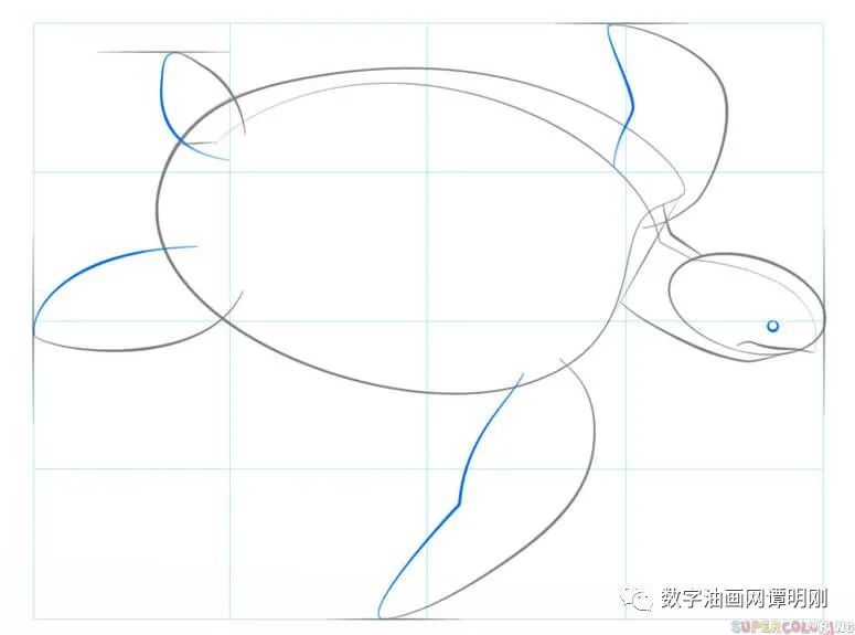 海龟|如何画海龟，教美术如何画动物