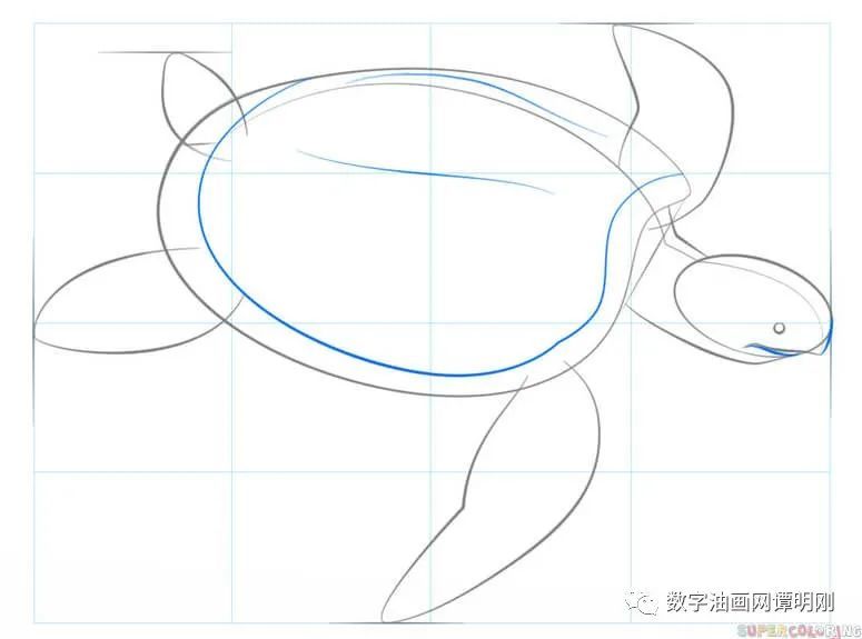 海龟|如何画海龟，教美术如何画动物