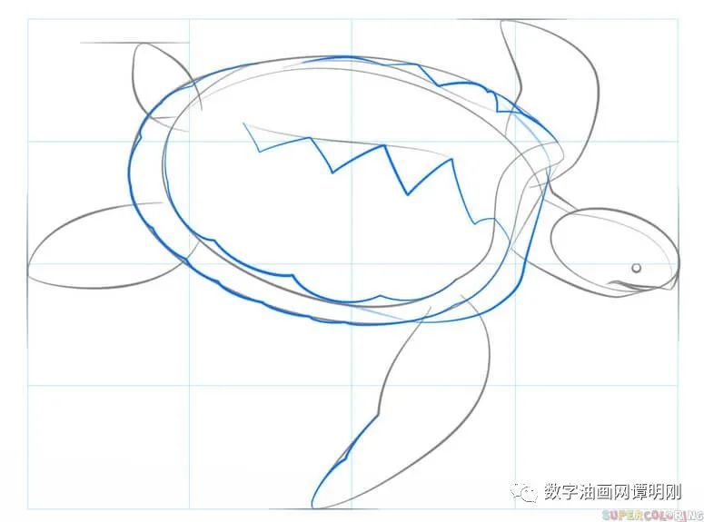 海龟|如何画海龟，教美术如何画动物