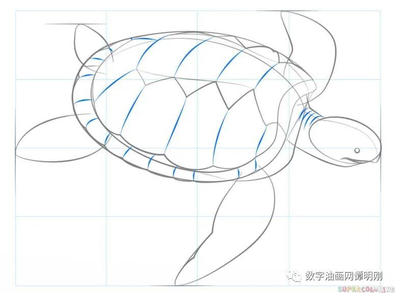 海龟|如何画海龟，教美术如何画动物