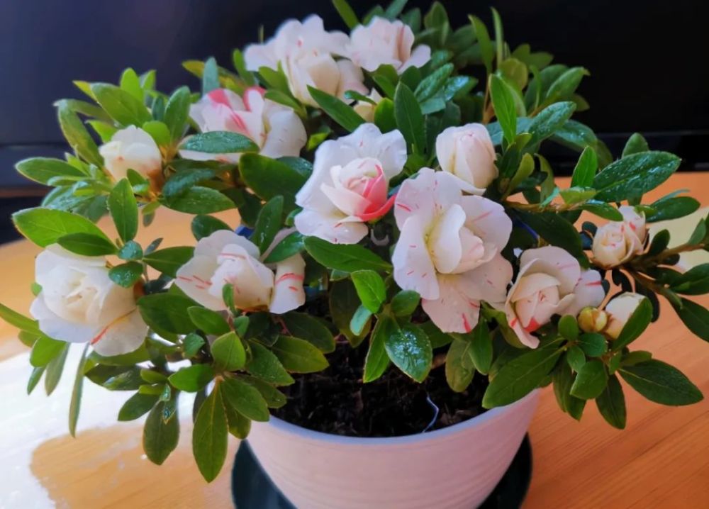 肥料|养花施肥的“5大禁忌”，了解后合理使用，植物生长才旺盛