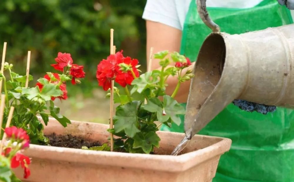 肥料|养花施肥的“5大禁忌”，了解后合理使用，植物生长才旺盛