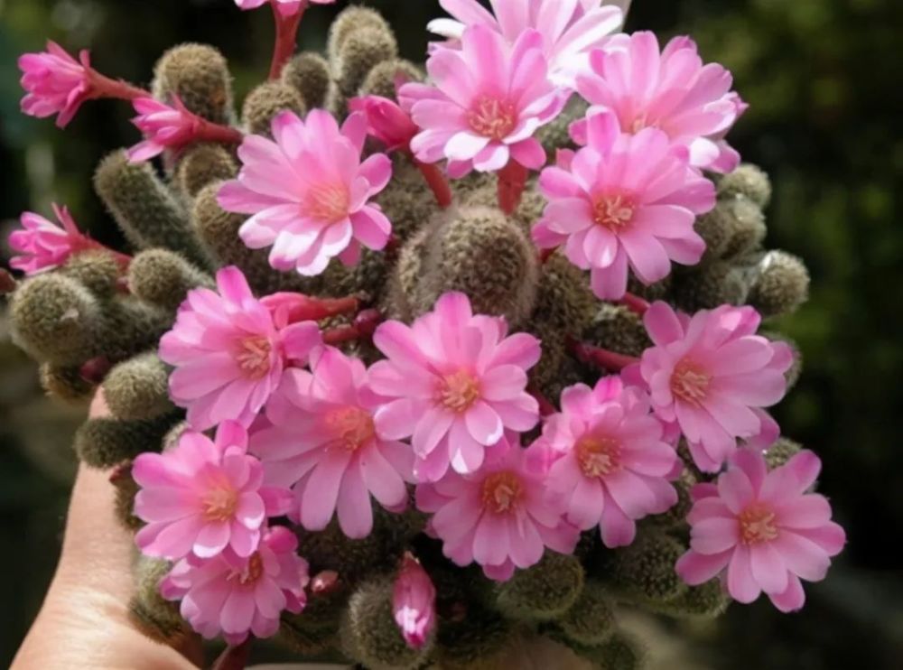 肥料|养花施肥的“5大禁忌”，了解后合理使用，植物生长才旺盛