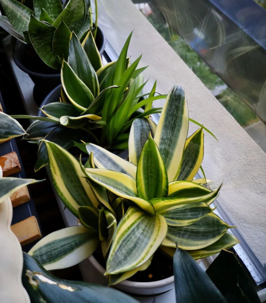 肥料|养花施肥的“5大禁忌”，了解后合理使用，植物生长才旺盛