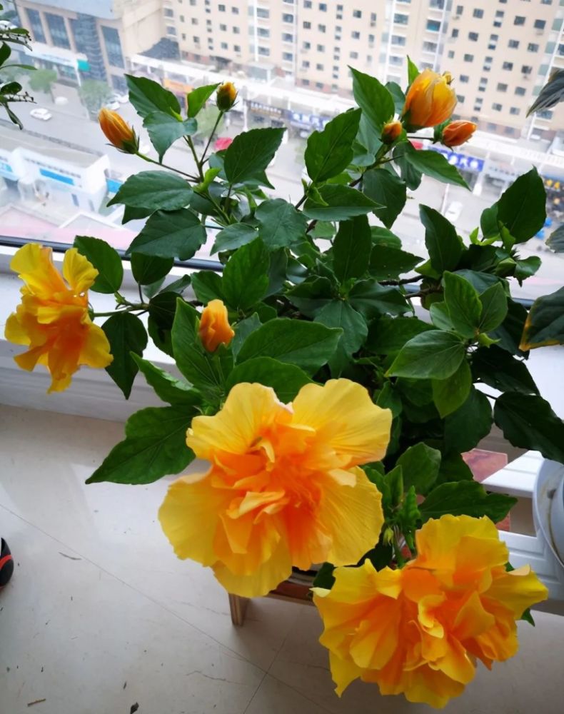 肥料|养花施肥的“5大禁忌”，了解后合理使用，植物生长才旺盛