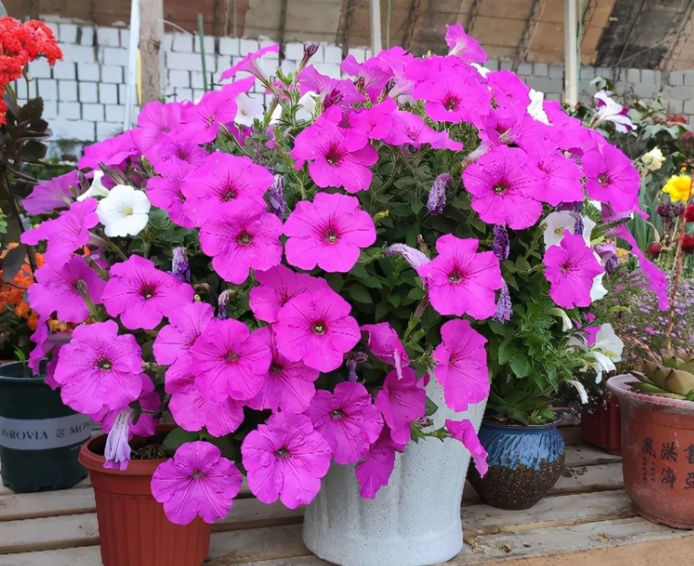 肥料|养花施肥的“5大禁忌”，了解后合理使用，植物生长才旺盛