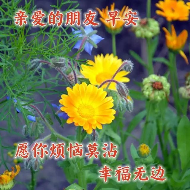 8张非常创意好看的友谊早上好问候图片带字温馨唯美春天早安问候祝福