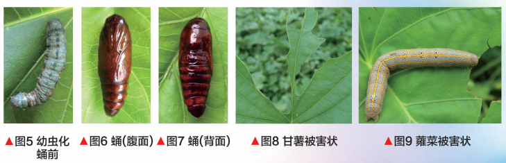 最新 旋花科蔬菜新记录害虫 烦夜蛾防治方法出炉 腾讯新闻