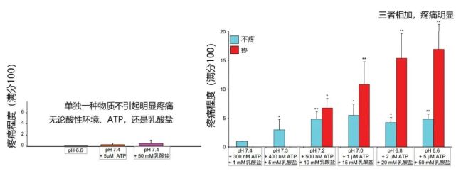 肌肉酸痛来自"乳酸堆积"?乳酸背了一百年的黑锅