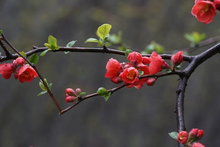 花卉攝影你若盛開清風自來