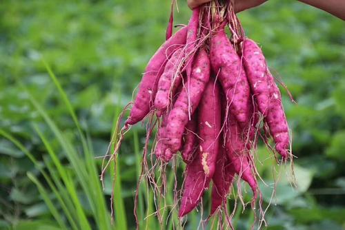 山药|红薯、山药、土豆，糖尿病患者吃升血糖还是降血糖？要抽空看看