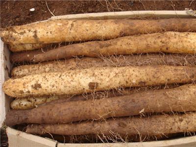 山药|红薯、山药、土豆，糖尿病患者吃升血糖还是降血糖？要抽空看看