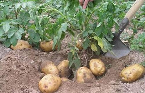 山药|红薯、山药、土豆，糖尿病患者吃升血糖还是降血糖？要抽空看看