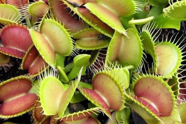 食虫植物——捕蝇草介绍