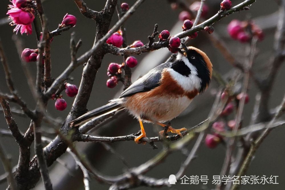 你知道多少易學的精髓八卦類比的特性_騰訊新聞