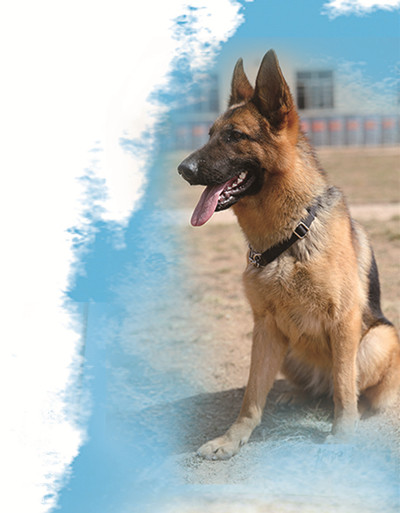 军犬走进特殊战斗员的世界