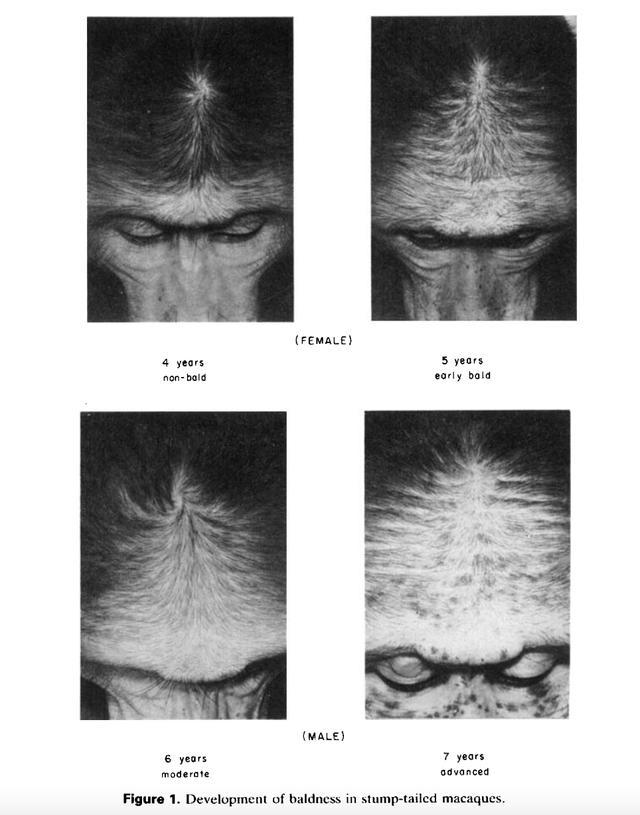 脱发|除了人，其它动物会脱发秃顶吗？