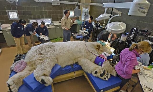 蓝鲸|看了对比图才发现，这些东西居然这么大…