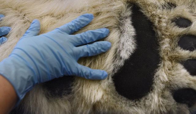 蓝鲸|看了对比图才发现，这些东西居然这么大…