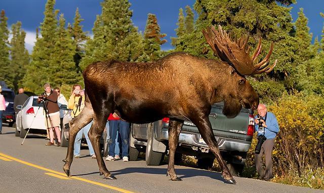 蓝鲸|看了对比图才发现，这些东西居然这么大…