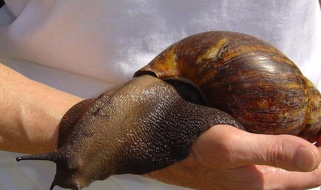 蓝鲸|看了对比图才发现，这些东西居然这么大…