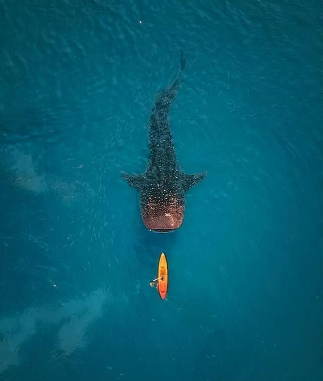 蓝鲸|看了对比图才发现，这些东西居然这么大…