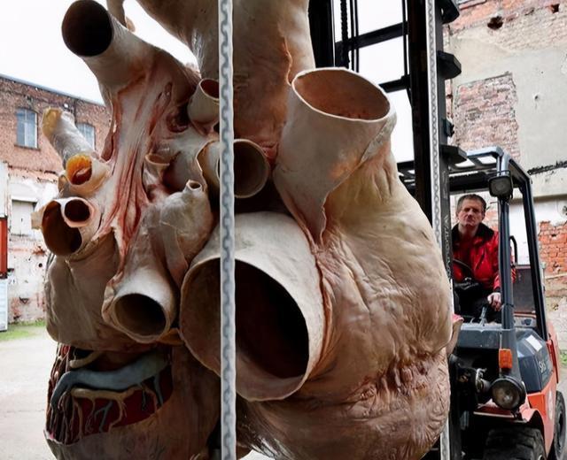 蓝鲸|看了对比图才发现，这些东西居然这么大…