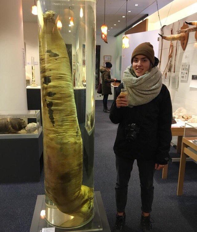 蓝鲸|看了对比图才发现，这些东西居然这么大…