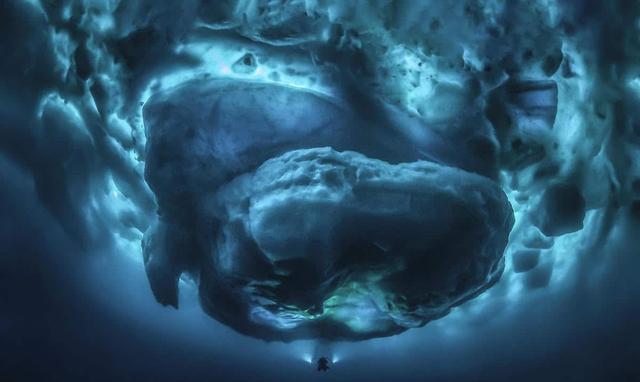 蓝鲸|看了对比图才发现，这些东西居然这么大…