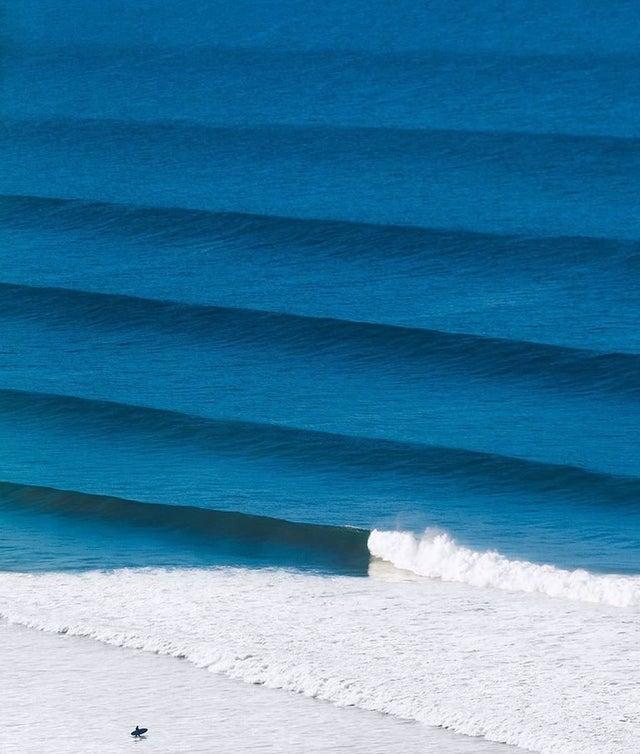 蓝鲸|看了对比图才发现，这些东西居然这么大…