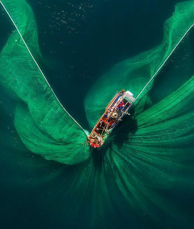 蓝鲸|看了对比图才发现，这些东西居然这么大…